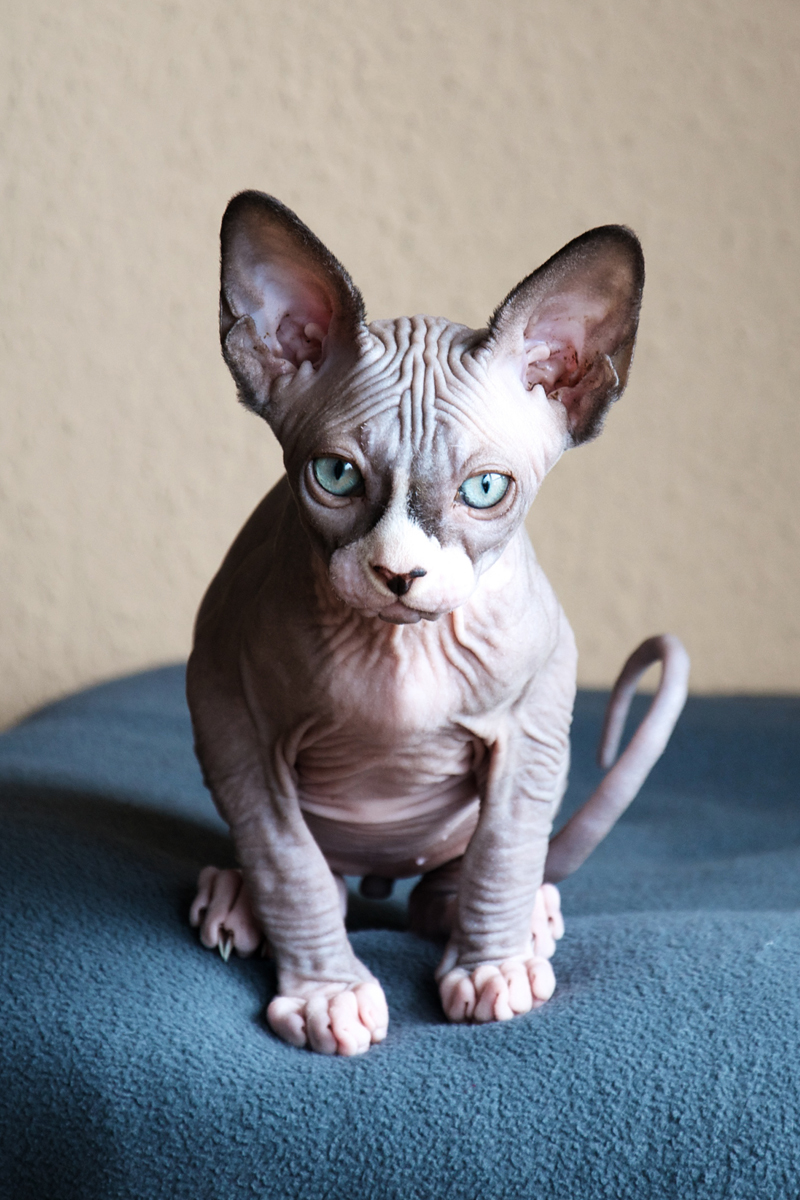 Miracle Made Sphynx Cats