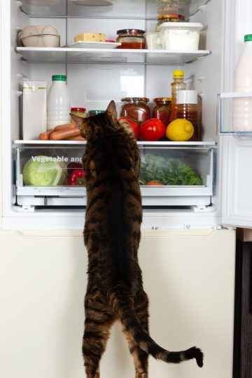 Human food for cats: 10 exciting option in your fridge