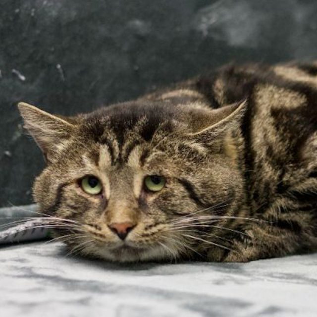 Fishtopher, viral sad cat from South Jersey, finds new home