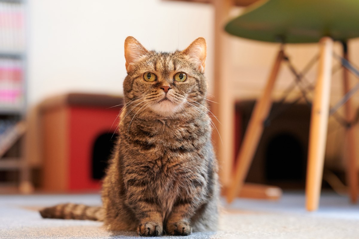 Munchkin cat: one of the most controversial breeds - Love my catz