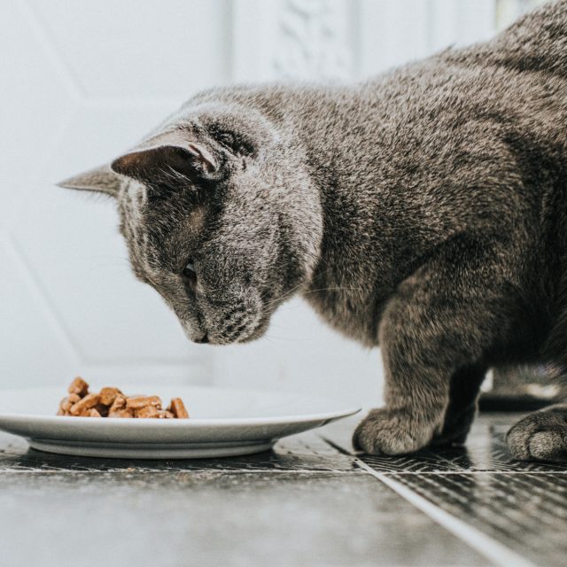 Could your pet's food bowl be harmful?