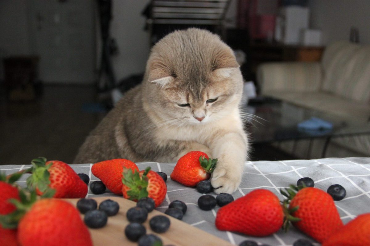 These Fruits Are Safe for Cats to Eat