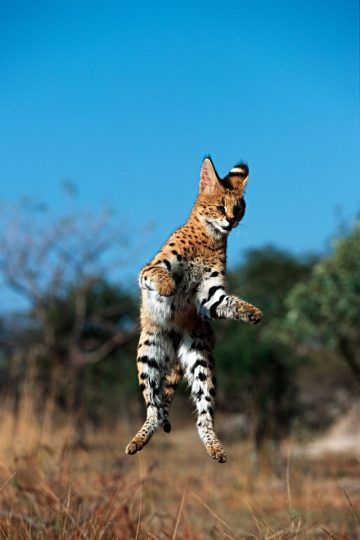 8 fascinating facts about the serval, the &ldquo;ancestor&rdquo; of the savannah