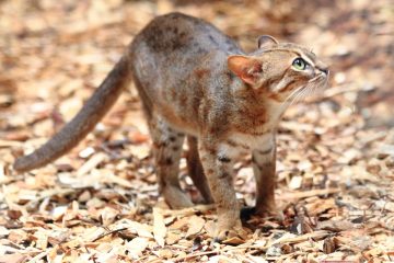 Rusty spotted cat shops size