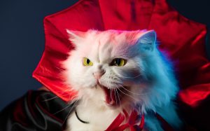 vampire cat