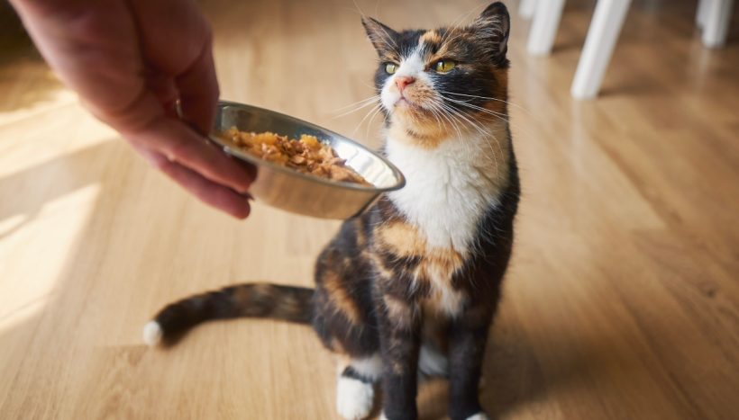 How to Prevent Your Cat from Being Picky