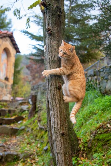 Get cat down from tree best sale