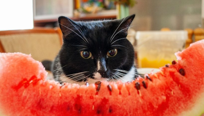 These Fruits Are Safe for Cats to Eat