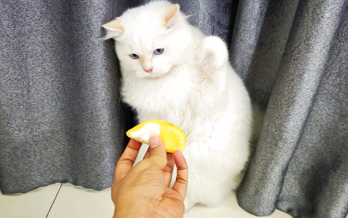 8 Scents That Cats Hate